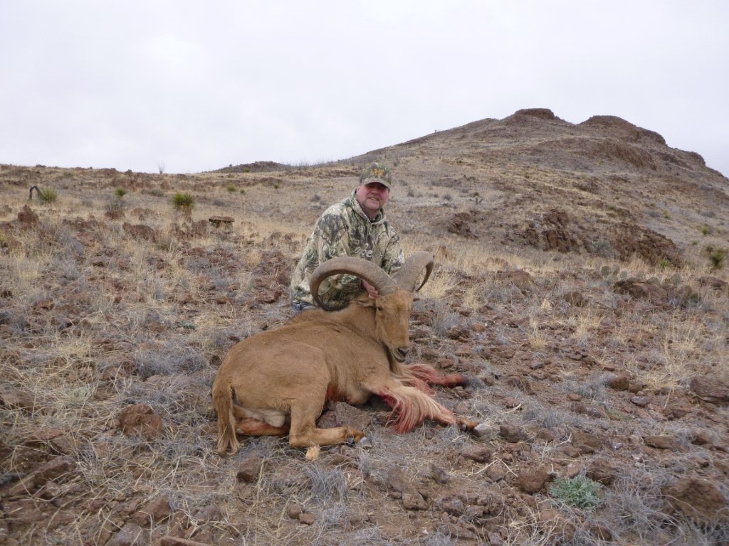 Aoudad