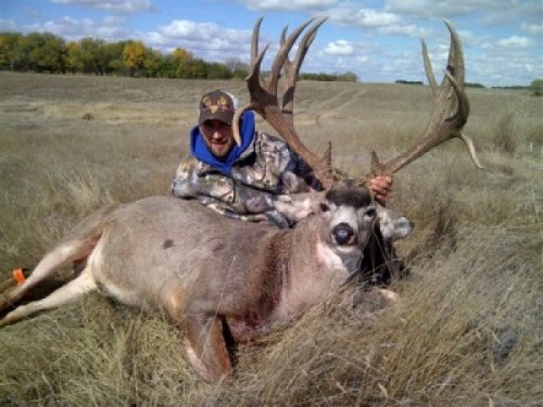 Beau's Muledeer