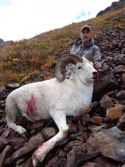 Tom Reisinger (Dall Sheep)
