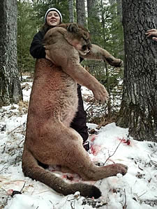 cougar